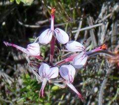 Pelargonium dipetalum