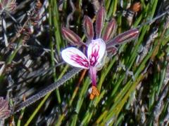 Pelargonium dipetalum