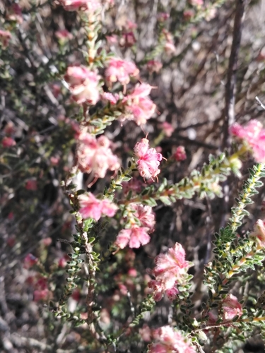 Image of Erica plumosa by no rights reserved