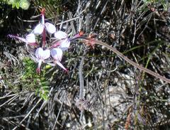 Pelargonium dipetalum