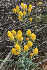 Waitzia acuminata acuminata