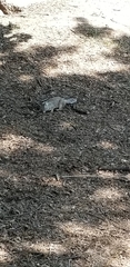 Otospermophilus beecheyi