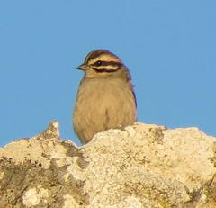 Emberiza capensis capensis