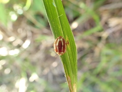 Calvia quadrivittata