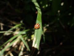 Calvia quadrivittata
