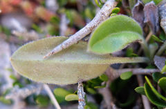 Myosotis lytteltonensis