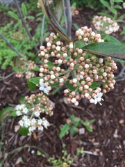 Viburnum