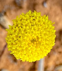 Helipterum
