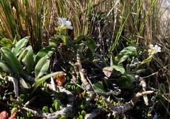 Myosotis lytteltonensis