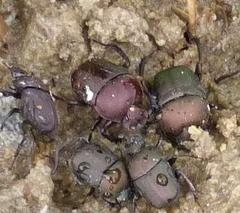 Gymnopleurus humanus