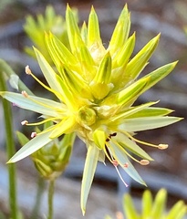Ptilotus gaudichaudii