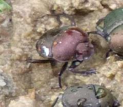 Gymnopleurus humanus