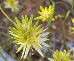 Ptilotus gaudichaudii