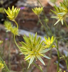 Ptilotus gaudichaudii