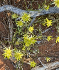 Ptilotus gaudichaudii