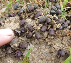 Gymnopleurus humanus