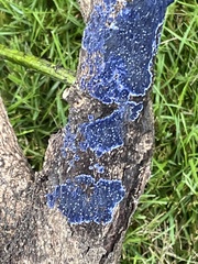 Terana