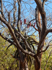 Aloe excelsa