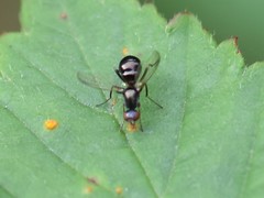 Nemopoda nitidula