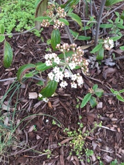 Viburnum