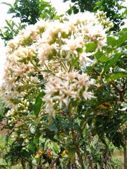 Gymnanthemum amygdalinum