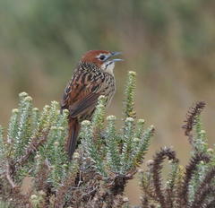 Sphenoeacus afer afer