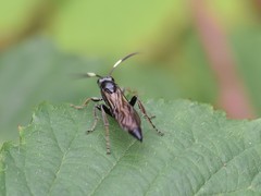Stenichneumon culpator
