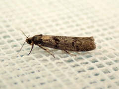 Palimmeces hemiphanes