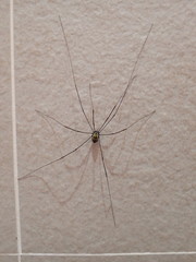 Pseudogagrella dorsomaculata