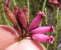 Erica cristata