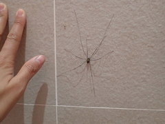 Pseudogagrella dorsomaculata