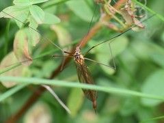 Nephrotoma scurra