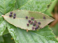 Dasineura ulmaria