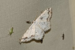 Scopula decorata