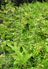 Epipactis helleborine