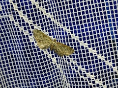 Eupithecia haworthiata