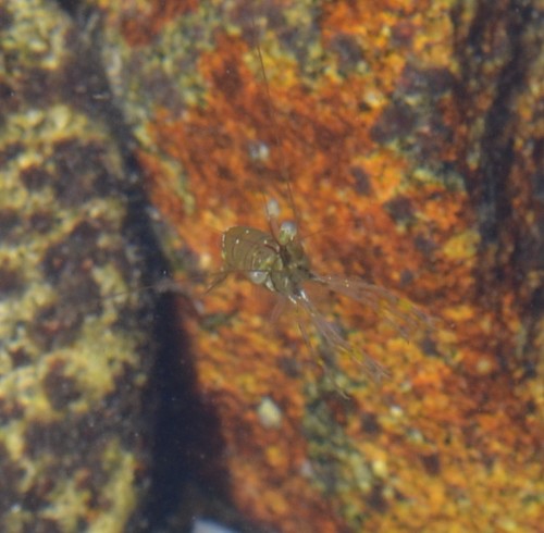 photo of Rockpool Prawn (Palaemon elegans)