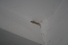 Hemidactylus flaviviridis