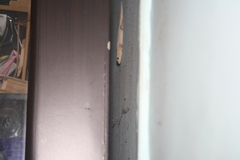 Hemidactylus flaviviridis