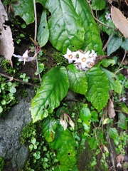 Conandron ramondioides