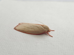 Euchaetis