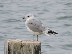 Larus canus