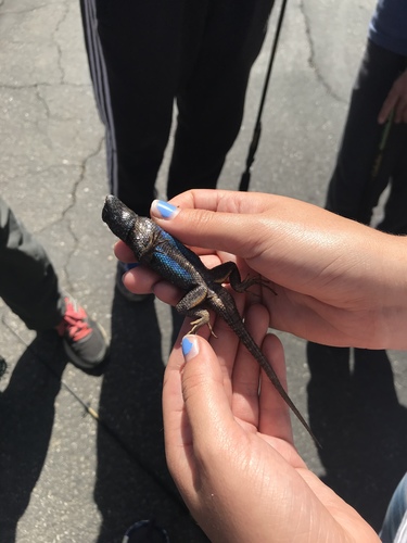 iNaturalist observation photo of Western Fence Lizard