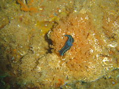 Tambja capensis