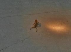 Paravaejovis confusus