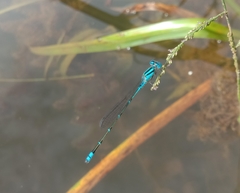 Pseudagrion microcephalum