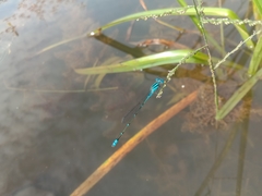 Pseudagrion microcephalum