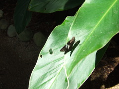 Notocrypta waigensis