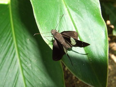 Notocrypta waigensis
