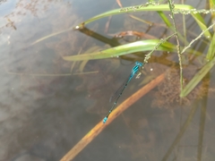 Pseudagrion microcephalum